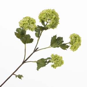 Viburnum Green FL440370GRN