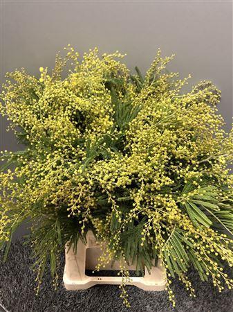 Acacia Dealbata Gaulois