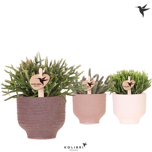 Kolibri Greens Rhipsalis mix in Beach pot mix