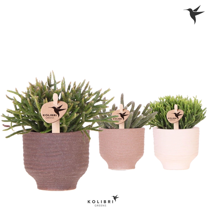 <h4>Kolibri Greens Rhipsalis mix in Beach pot mix</h4>