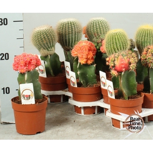 CACTUS GEM