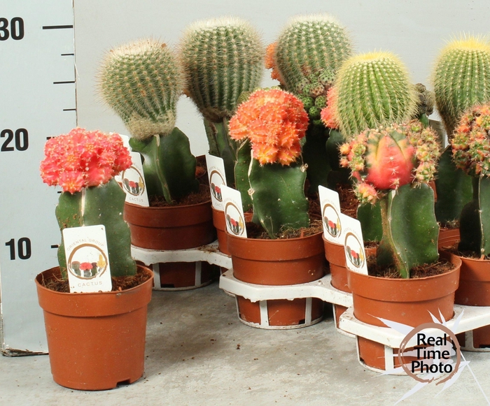 <h4>CACTUS GEM</h4>
