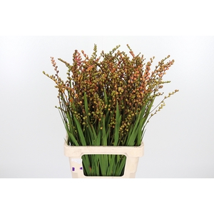 Crocosmia Klbl Met Bes