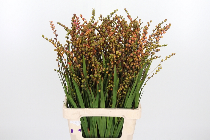 <h4>Crocosmia Klbl Met Bes</h4>