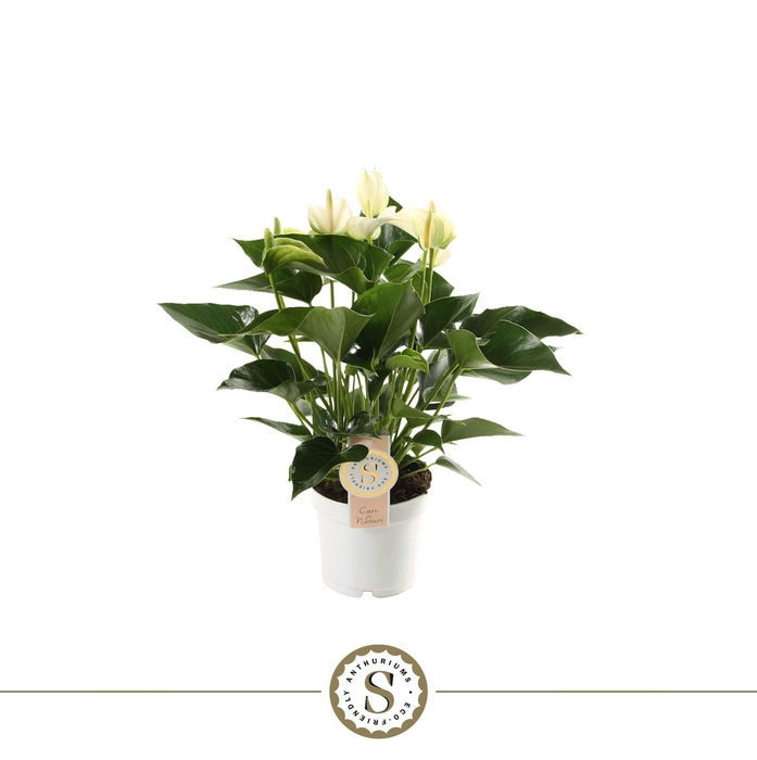 <h4>Anthurium andr. 'White Champion'</h4>