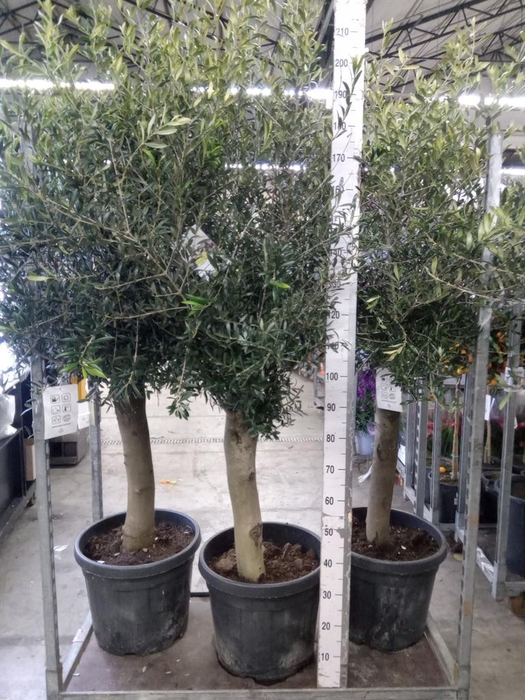 <h4>Olea europaea</h4>