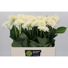Dahlia Snow Cap