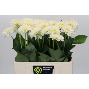 Dahlia Snow Cap