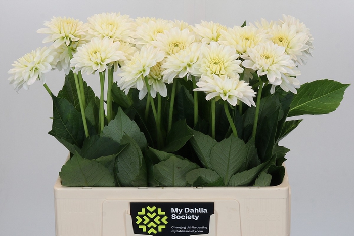 <h4>Dahlia Snow Cap</h4>