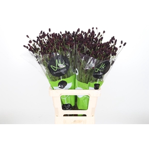 Sang Of Bl Dream Sel