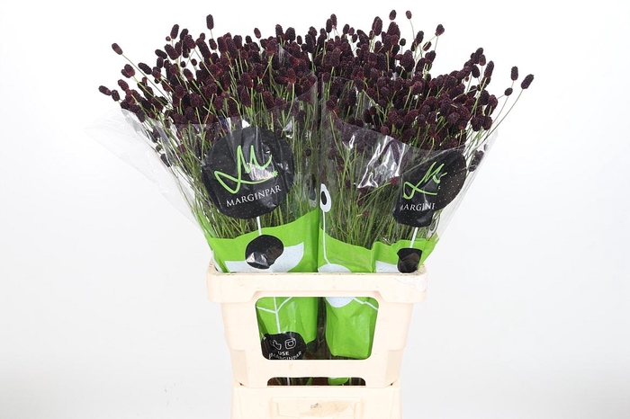 <h4>Sang Of Bl Dream Sel</h4>