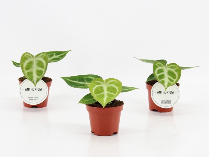 <h4>Anthurium blad</h4>