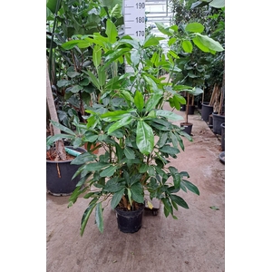 Schefflera Amate toef 180