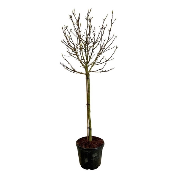 <h4>Magnolia soul. 'Alba Superba'</h4>