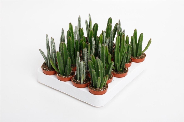<h4>Cactus overig</h4>