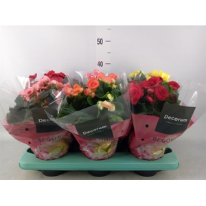 Begonia elat. DU   ...mix