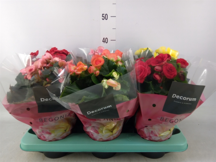 <h4>Begonia elat. DU   ...mix</h4>