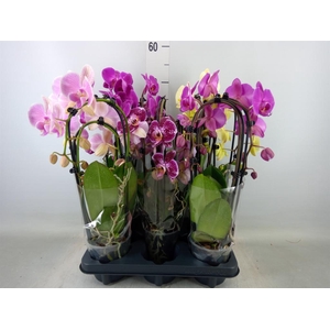 Phalaenopsis   ...mix