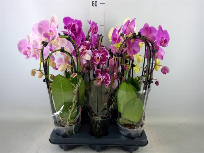 <h4>Phalaenopsis   ...mix</h4>