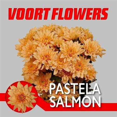 <h4>Chr T Pastel Bellini</h4>