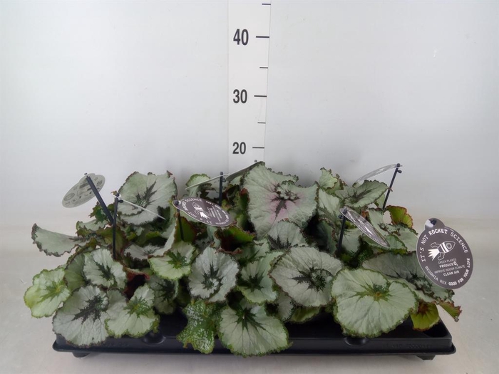 <h4>Begonia BD   ...</h4>