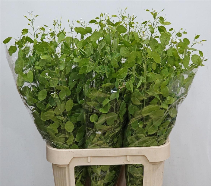 <h4>Lunaria Ann Groene P</h4>