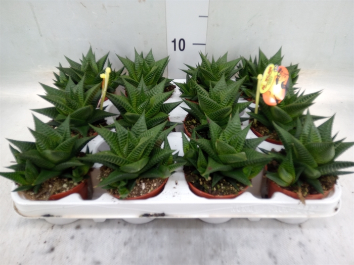 <h4>Haworthia limifolia</h4>