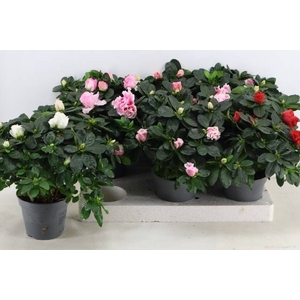 RHODO SI VOGEL GEM