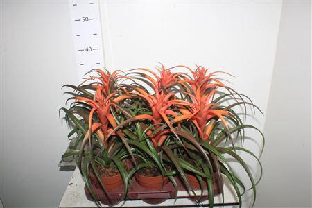 <h4>Till Ca Hermosa</h4>