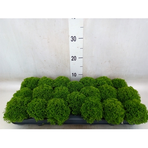 Selaginella apoda
