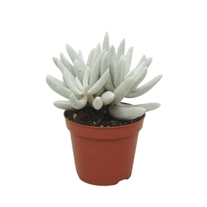 Senecio   ...
