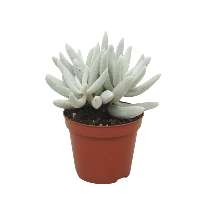 <h4>Senecio   ...</h4>