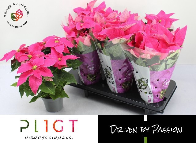 <h4>EUPHOR P PRI HO PINK</h4>