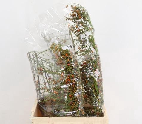 <h4>ROSA CORALLO ORANGE 070CM</h4>