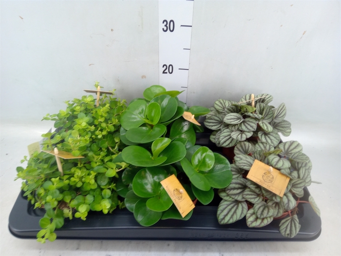 <h4>Peperomia   ...mix</h4>