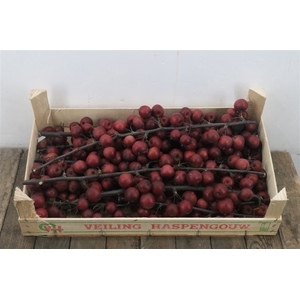 Sier Malustak Rood Donker P Kist ( Zndr Bld )