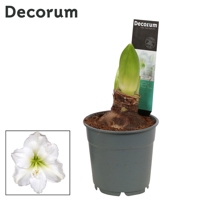 <h4>Amaryllis Arctic White 2 knop Extra OP (Decorum)</h4>