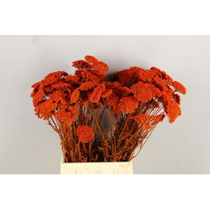 DF Achillea Paint Bs Orange