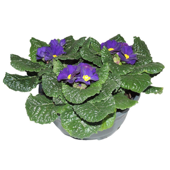 <h4>Primula Ac Op Kleur Blauw Patio Schaal</h4>
