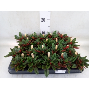 Peperomia caperata 'Rosso'