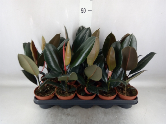 <h4>Ficus elastica 'Abidjan'</h4>