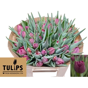 TU DU ALISON BRADLEY