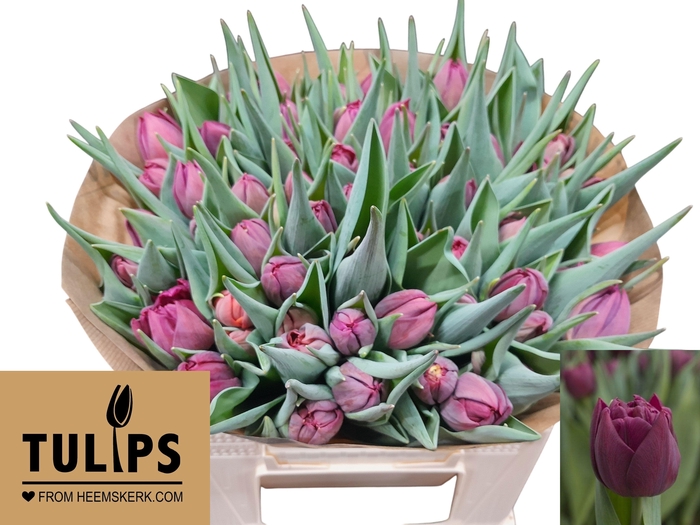 <h4>TU DU ALISON BRADLEY</h4>