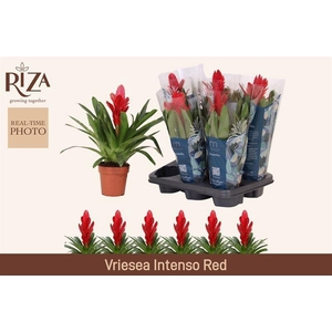 VRIES INTENSO RED