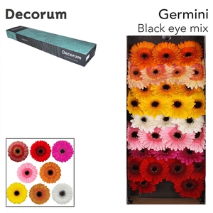 GE MI MIX BLACK EYE Doos x60