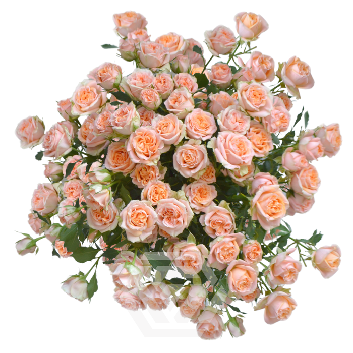 <h4>R TR FIBONACCI AUREUS Tessa</h4>