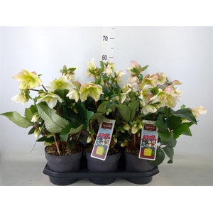 Helleborus   ...