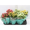 KALANCHOE P06 BICOLOR