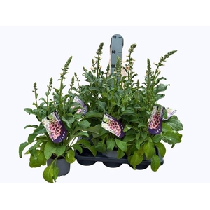 DIGI PURPUREA