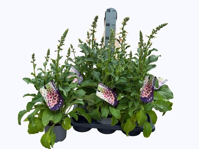 <h4>DIGI PURPUREA</h4>